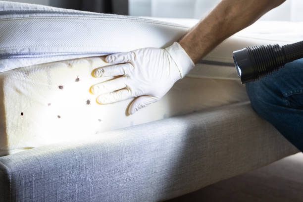 Best Affordable Pest Control Services  in Galliano, LA