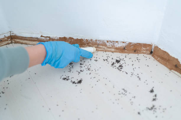 Trusted Galliano, LA Pest Control Experts